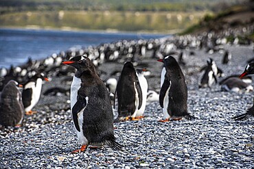 Gentoo penguins (Pygoscelis papua) on Martillon Island, Beagle Channel, Ushuaia, Argentina, South America