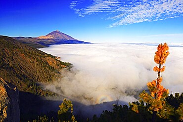 Pico del Teide at sunrise over trade wind clouds, Teide National Park, Tenerife, Canary Islands, Spain, Europe