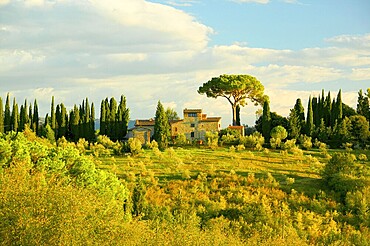 Landscape with pines and cypresses in Tuscany, Italy, Europe