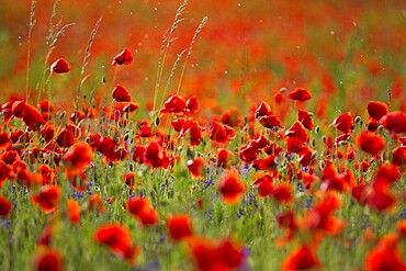 A field full of bright red poppies under bright daylight in the rain Papaver rhoeas