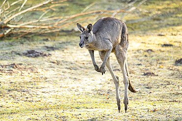 Eastern Gray Kangaroo (Macropus giganteus) jumping on a meadow, captive, occurance Australia, Oceania
