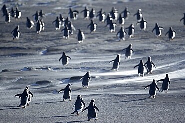 Gentoo Penguins (Pygoscelis papua) walking through a sandstorm, Sea Lion Island, Falkland Islands, South Atlantic, South America