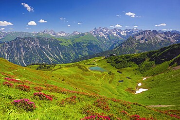 Alpenrosenblüte, blooming alpine rose, view from Fellhorn to the Schlappoldsee lake and Fellhornbahn mountain station, main ridge of the Allgäu Alps in the rear center, Allgäu, Bavaria, Germany, Europe
