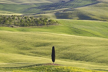Landscape at sunrise around Pienza, Val dOrcia, Orcia Valley, UNESCO World Heritage Site, Siena Province, Tuscany, Italy, Europe