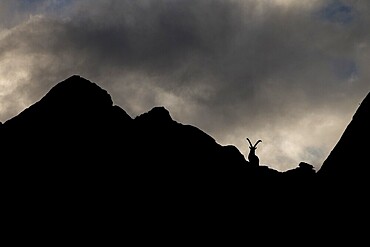 Alpine Ibex (Capra ibex) on mountain ridge, silhouette, Swiss Alps, Switzerland, Europe