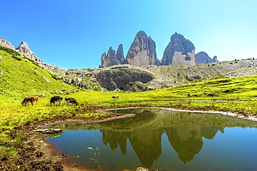 Cows grazing peacefully in a meadow with the majestic tre cime di lavaredo peaks reflecting in a pristine alpine lake in the italian dolomites