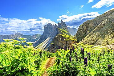 Scenic hiking trail winds through vibrant wildflowers, leading towards the majestic peaks of the seceda dolomites in italy
