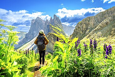 Female hiker walking on a path surrounded by flowers, enjoying the view of the odle mountains in the italian dolomites