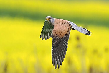 A Common Kestrel (Falco tinnunculus) flies over a flowering rape field Hesse, Germany, Europe