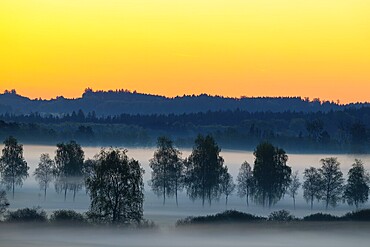 Early morning fog over the moor, birch (Betula), birch family (Betulaceae), dawn, fog, Pfrungen, Pfrunger-Burgweiler Ried, Baden-Wuerttemberg, Germany, Europe