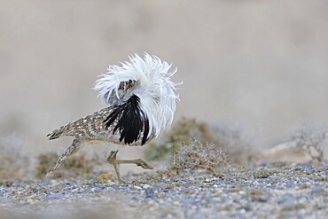 Mating Houbara bustard (Chlamydotis undulata), male, semi-desert, Fuerteventura, Canary Islands, Spain, Europe