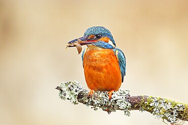 Kingfisher (Alcedo atthis), female sitting on a branch with captured dragonfly larva, wildlife, nature photography, waterfowl, Siegerland, North Rhine-Westphalia, Germany, Europe