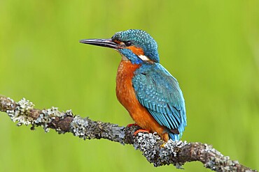 Kingfisher (Alcedo atthis), male sitting on a branch overgrown with lichen, Wildlife, Nature photography, Water bird, Siegerland, North Rhine-Westphalia, Germany, Europe