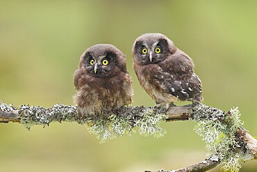 Great Horned Owl (Aegolius funereus), Two young birds perched on a larch branch, Wildlife, Nature photography, Owls, Owls, Siegerland, North Rhine-Westphalia, Germany, Europe