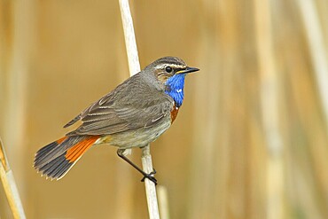 White-starred bluethroat (Luscinia svecica cyanecula), mating male on a reed, wildlife, nature photography, songbird, Lauwersmeer National Park, Netherlands