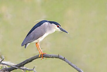 Night heron (Nycticorax nycticorax), sitting on a branch, wildlife, nature photography, heron, Retszilas fish ponds, Kiskunsági Nemzeti Park, Kiskunság National Park, Nagyallas, Nemzeti National Park, Hungary, Europe