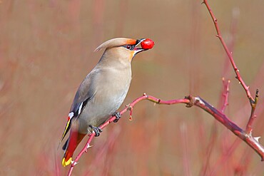 Waxwing (Bombycilla garrulus) sitting on a branch, eating a rose hip (Rosa canina), wildlife, nature photography, migratory bird, winter visitor, invader, Wolfskehlen, Groß Gerau, Hesse, Germany, Europe