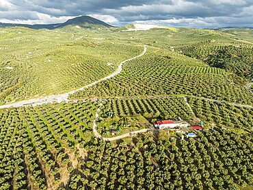 Fields of olive trees, trees planted in rows, aerial view, near village Cabra, Andalusia, Spain, Europe