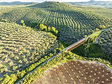 Cycle path Via Verde Del Aceite, old railroad track passes through olive fields, cycle path on bridge, near village Cabra, aerial view, Andalusia, Spain, Europe