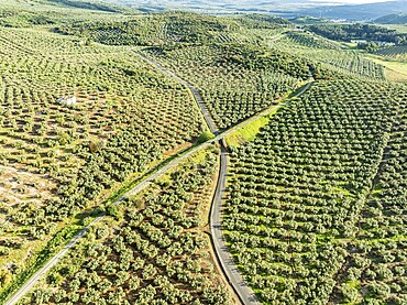 Cycle path Via Verde Del Aceite, old railroad track passes through olive fields, near village Cabra, Andalusia, Spain, Europe