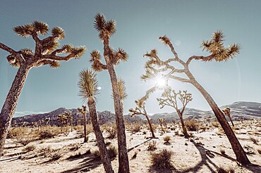 Lunch in Joshua Tree National Park