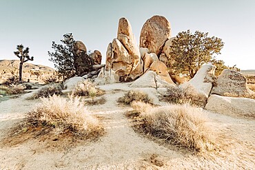 Joshua Tree National Park