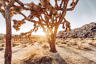 Woman at sunset in Joshua Tree National Park