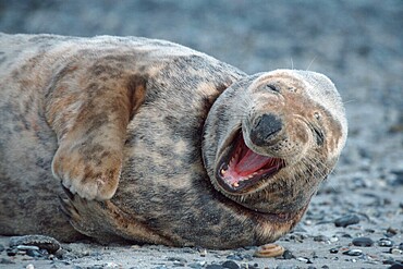Grey seal (Halichoerus grypus), female, Helgoland, Schleswig-Holstein, Germany, Europe