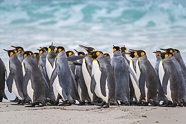 King penguins (Aptenodytes patagonicus) on the beach, Volunteer Point, Falkland Islands, Great Britain, South Atlantic, South America