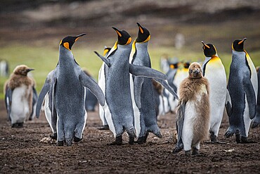 King penguins (Aptenodytes patagonicus), fighting over breeding partners during courtship, Volunteer Point, Falkland Islands, Great Britain, South Atlantic, South America
