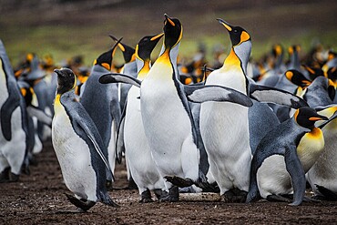 King penguins (Aptenodytes patagonicus), fighting over breeding partners during courtship, Volunteer Point, Falkland Islands, Great Britain, South Atlantic, South America