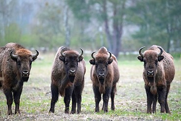European bison (Bos bonasus), bison group in a meadow, Döberitzer Heide nature reserve, Brandenburg, Germany, Europe