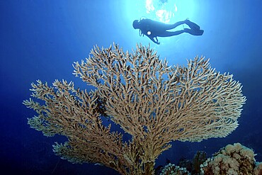 Underwater photo backlit photo of large Pharaoh stony coral (Acropora pharaonis) stony coral, in the background diver with underwater lamp, above light reflections of sunlight on water surface sea surface, Red Sea, Egypt, Africa
