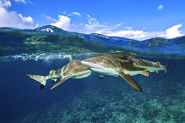 Half-and-half shot half and half shot split shot of group of blacktip reef sharks (Carcharhinus amblyrhynchos) swimming blacktip reef shark swimming just below sea surface water surface with waves, coral reef below, Pacific Ocean