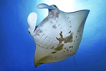 Underwater photo of giant ray manta ray (Manta birostris) plankton eater swimming through open sea, Pacific Ocean