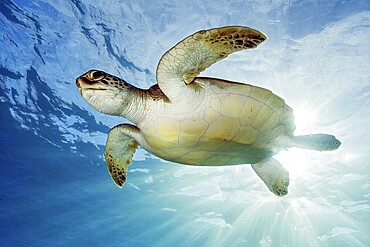 Underwater photo backlit photo of juvenile green turtle (Chelonia mydas) green turtle, East Atlantic, Canary Islands, Spain, Europe