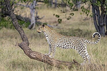 Leopard (Panthera pardus) female, standing on tree trunk, Moremi Game Reserve, Okavango Delta, Maun, Botswana, Africa