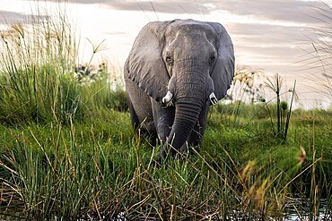 Elephant (Loxodonta africana) in the reeds, Moremi Game Reserve, Okavango Delta, Maun, Botswana, Africa