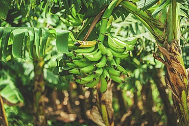 View of green plantains in a vegetable garden. Harvesting green plantains in a vegetable garden