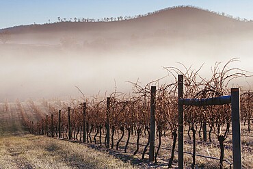 Bare vines during winter on a cold frosty morning in the Yarra Valley, Victoria, Australia, Oceania