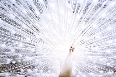 Portrait of the beautiful male white peacock with spread tail feathers