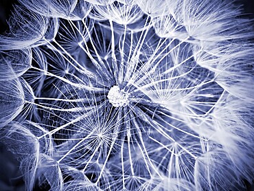 Macro of giant dandelion