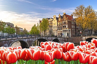 Amsterdam Netherlands, city skyline Dutch house at canal waterfront with spring tulip flower