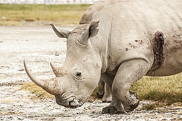 A White Rhino in Lake Nakuru National Park that has been wounded by a bullet from a rifle, most likely poachers that were after the rhino horn, as part of the illegal trade on rhino horn, used for fertility and erection medicine