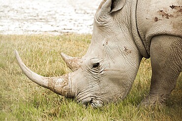 A White Rhinoceros grazing on grass at Nakuru National Park