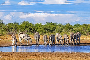 At the waterhole