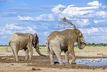 Elephants
