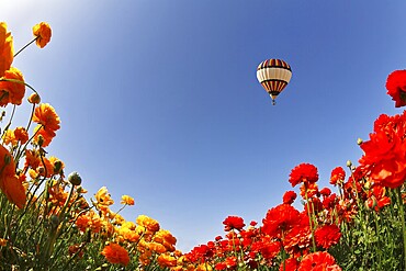 Huge balloon above blossoming meadows, photographed by an objective the Fish eye