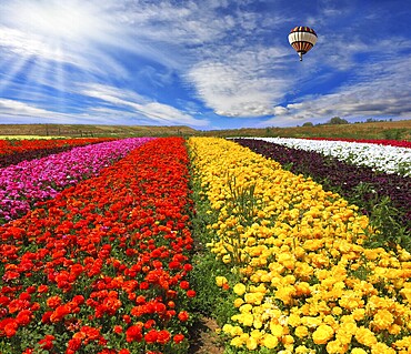 Elegant multi-color rural fields with flowers. Over kibbutz field the air huge sphere flies