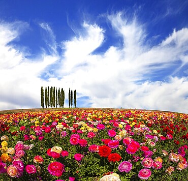 Warm spring day. Away visible cypress alley. Bright festive multi-color blooming field of buttercups